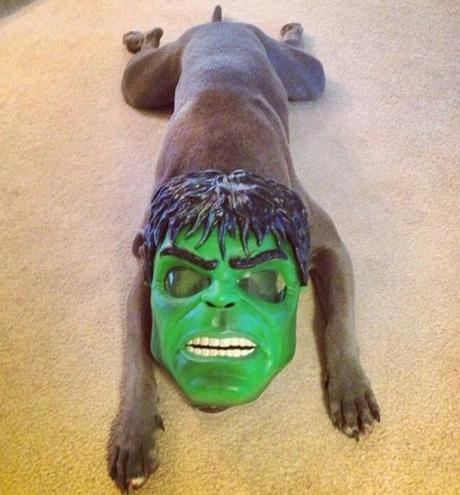 Top 10 Scary and Angry Hulk Dogs