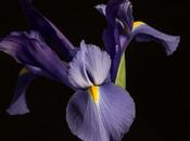 Studio: Siberian Irises