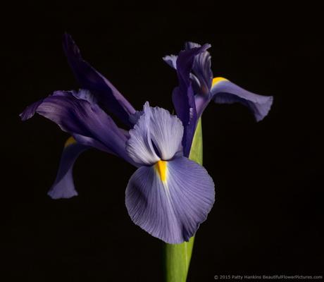 Siberian Iris © 2015 Patty Hankins