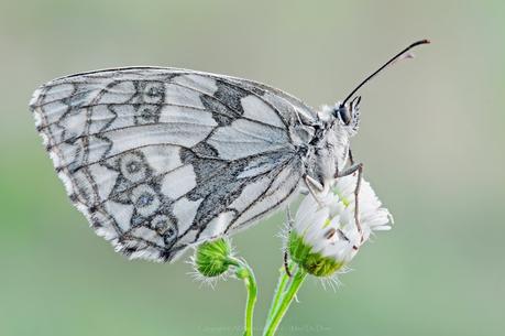 Complete Facts and Trivia about Butterflies 03/10