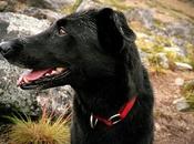 Traveling with Your Dog: Canine Companion’s Mini-Guide Jackson Hole