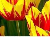 Book Review: Plant Lover’s Guide Tulips