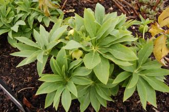 Helleborus cyclophyllus (29/03/2015, Kew Gardens, London)