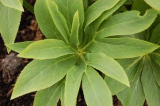 Helleborus cyclophyllus Leaf (29/03/2015, Kew Gardens, London)