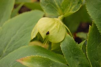 Helleborus cyclophyllus Flower (29/03/2015, Kew Gardens, London)