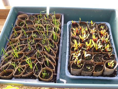 In the Polytunnel