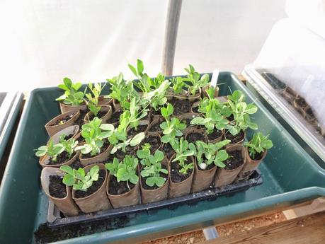 In the Polytunnel