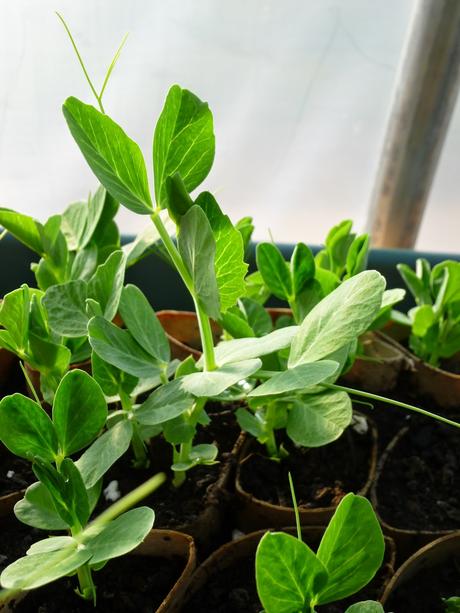 In the Polytunnel