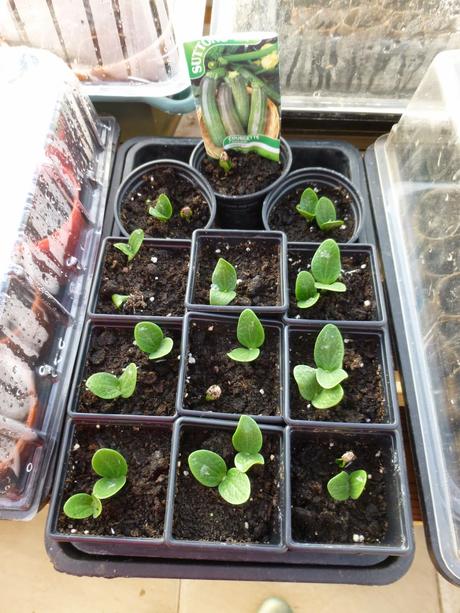 In the Polytunnel