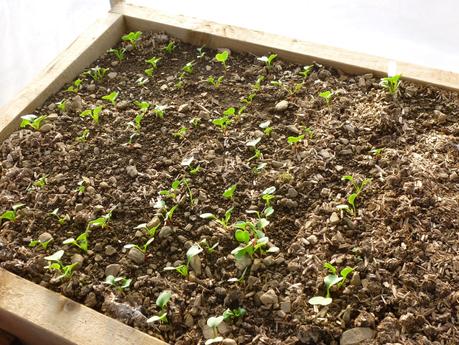 In the Polytunnel