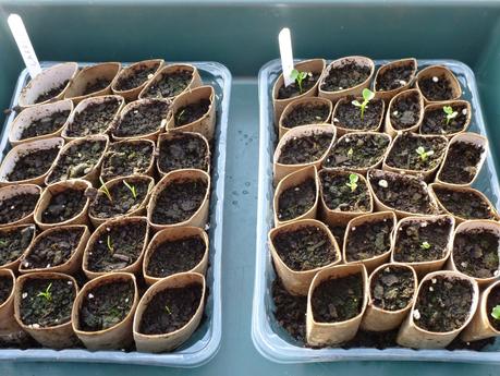 In the Polytunnel