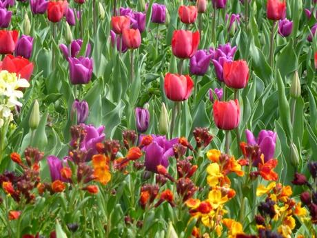 bright coloured tulips at Arundel