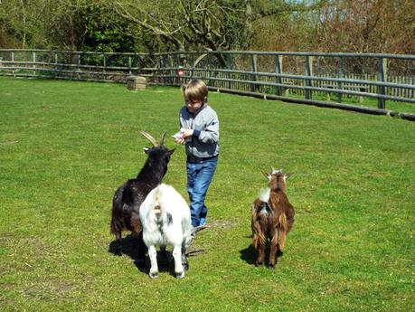 A Day Out at our Local Adventure Farm