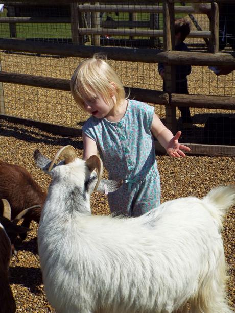 A Day Out at our Local Adventure Farm