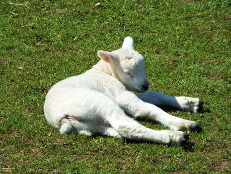 A Day Out at our Local Adventure Farm