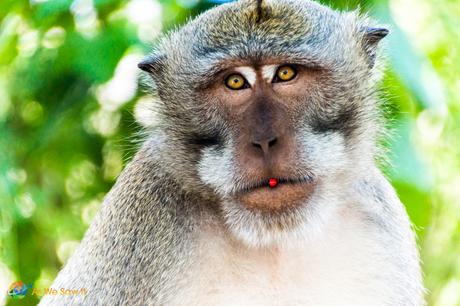 Uluwatu Monkey