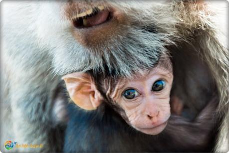 Uluwatu Monkey