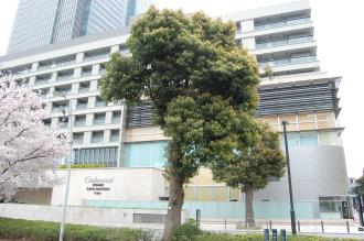 Cinnamomum camphora (01/04/2015, Tokyo, Japan)