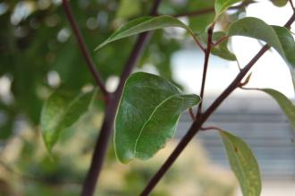 Cinnamomum camphora Leaf (01/04/2015, Tokyo, Japan)