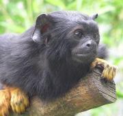 Red-handed Tamarin