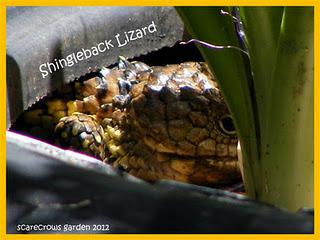 Shingleback Lizard