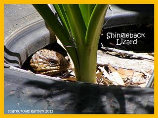 Shingleback Lizard