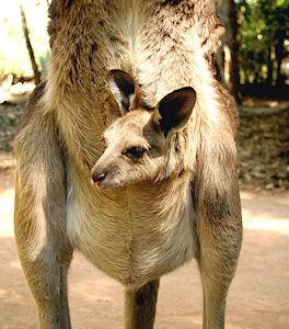 Adorable Baby Kangaroos Peeking Out Of Their Mothers' Pouches