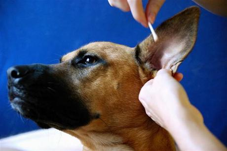 Cleansing the Ears of Your Dog