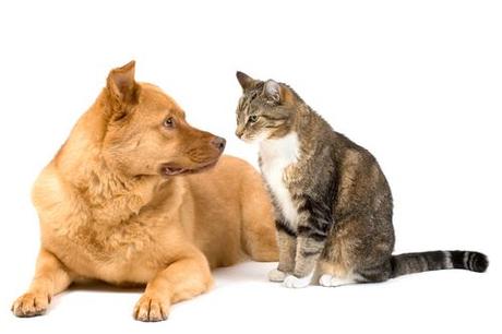 Are dogs smarter than cats?