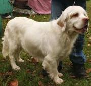 Clumber Spaniel