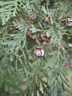 × Cupressocyparis leylandii cones (11/01/2012, London)