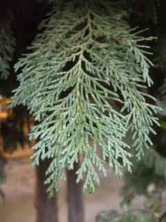 × Cupressocyparis leylandii detail (11/01/2012, London)