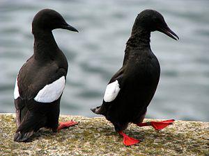 English: Black Guillemots, Bangor [4] More of ...