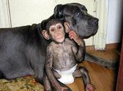 Chimpanzee Adopted Mastiff