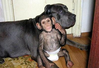Chimpanzee Adopted By A Mastiff