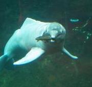 River Dolphin