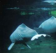 River Dolphin