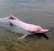 River Dolphin