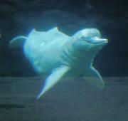 River Dolphin