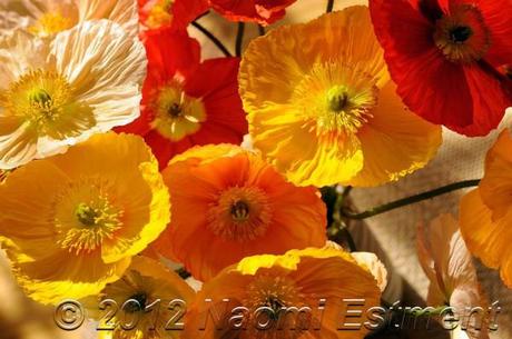 Poppies in a bunch