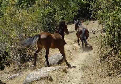 Are Satanists responsible for horse mutilations? Probably not, actually