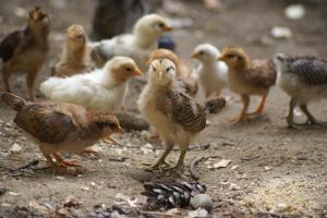Lesson 470 – Quotable Chicks