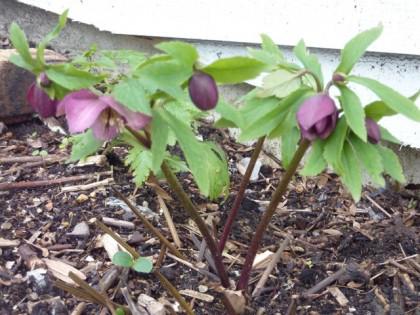 Hello Hellebores