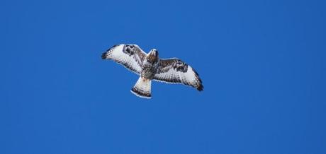 Northern Lycoming County Winter Raptor Survey
