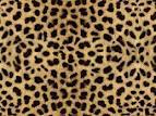 Animal tastic Prints