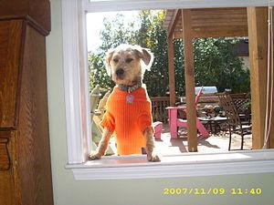 English: Zoey dressed in an Auburn sweater pee... English: Zoey dressed in an Auburn sweater pee...