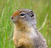 Gopher