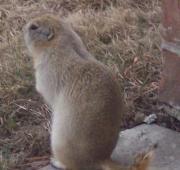 Gopher