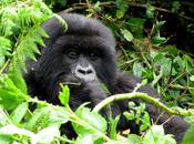 Mountain Gorilla Conservation Showing Deserved Success