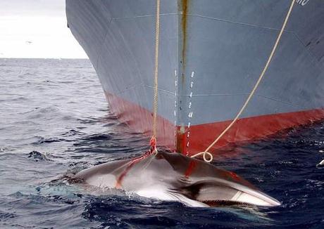 The declining viability of whaling